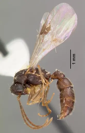 Stigmatomma pallipes - CASENT0102196