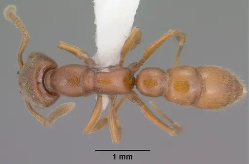 Stigmatomma pallipes - CASENT0102903