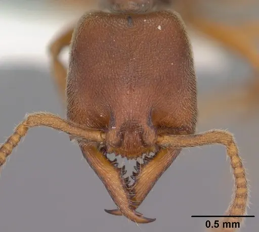 Stigmatomma pallipes - CASENT0102903