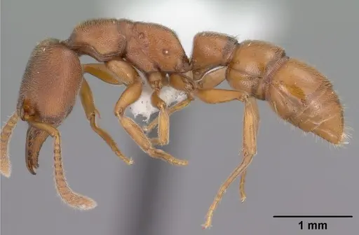 Stigmatomma pallipes - CASENT0102903