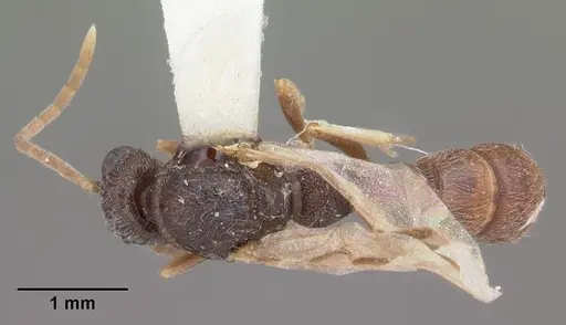 Stigmatomma pallipes - CASENT0102907