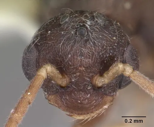 Stigmatomma pallipes - CASENT0102907