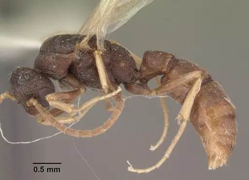 Stigmatomma pallipes - CASENT0102907