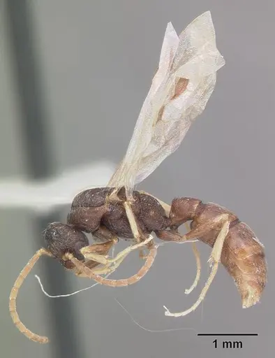 Stigmatomma pallipes - CASENT0102907