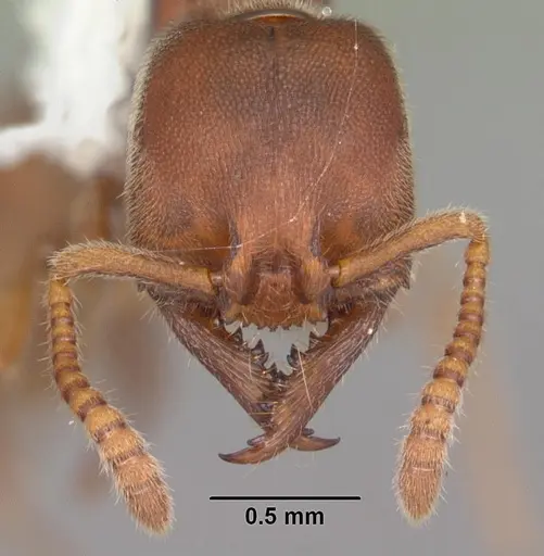 Stigmatomma pallipes - CASENT0103551