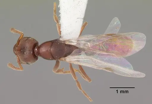 Stigmatomma pallipes - CASENT0103553