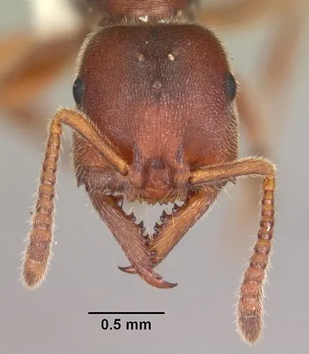 Stigmatomma pallipes - CASENT0103553