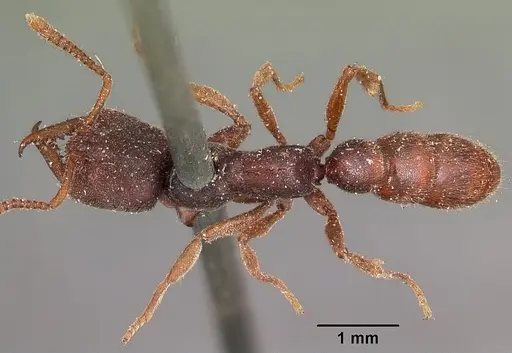 Stigmatomma pallipes - CASENT0104569