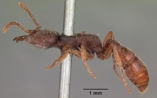 Stigmatomma pallipes - CASENT0104569