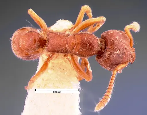 Stigmatomma pallipes - CASENT0105551