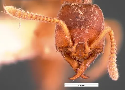 Stigmatomma pallipes - CASENT0105551