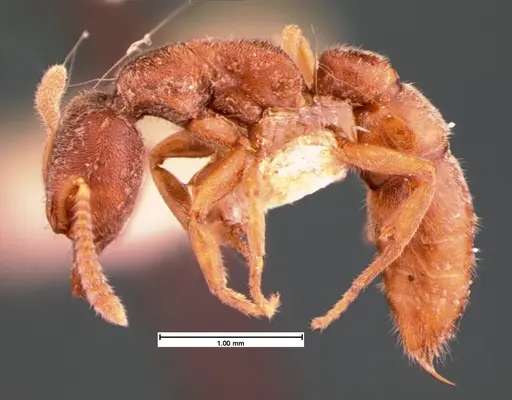 Stigmatomma pallipes - CASENT0105551