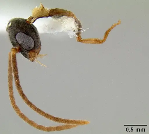 Stigmatomma pallipes - CASENT0106070