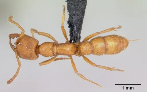 Stigmatomma pallipes - CASENT0172588