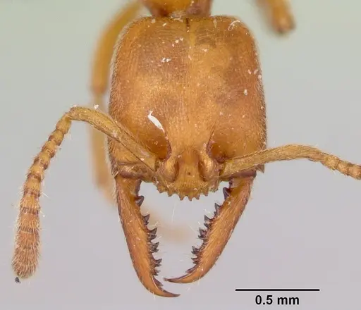 Stigmatomma pallipes - CASENT0172588