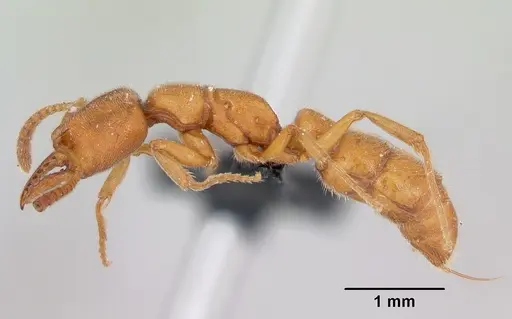 Stigmatomma pallipes - CASENT0172588