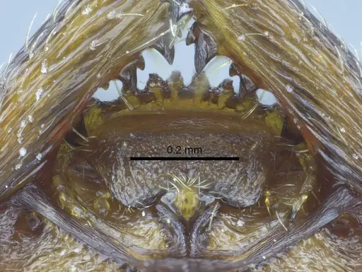 Stigmatomma pallipes - CASENT0247077