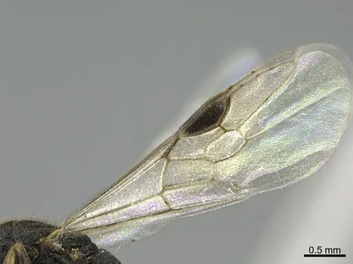 Stigmatomma pallipes - CASENT0724061