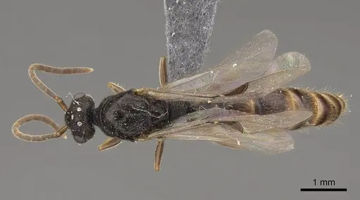 Stigmatomma pallipes - CASENT0770630