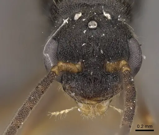 Stigmatomma pallipes - CASENT0770630