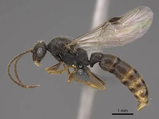 Stigmatomma pallipes - CASENT0770630