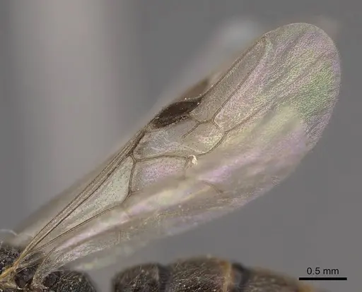 Stigmatomma pallipes - CASENT0770630