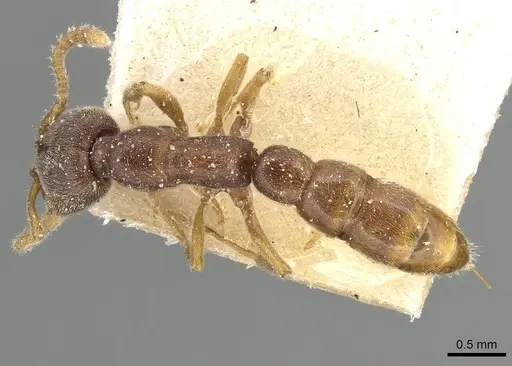 Stigmatomma pallipes - CASENT0915104