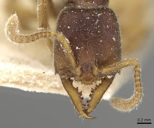 Stigmatomma pallipes - CASENT0915104