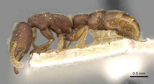 Stigmatomma pallipes - CASENT0915104