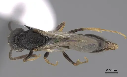 Stigmatomma pallipes - CASENT0923164