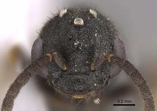 Stigmatomma pallipes - CASENT0923164