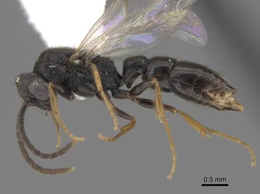 Stigmatomma pallipes - CASENT0923164