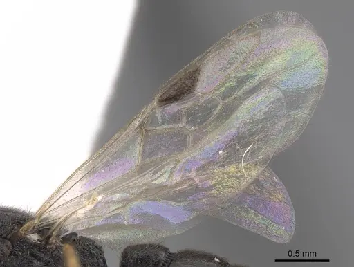 Stigmatomma pallipes - CASENT0923164