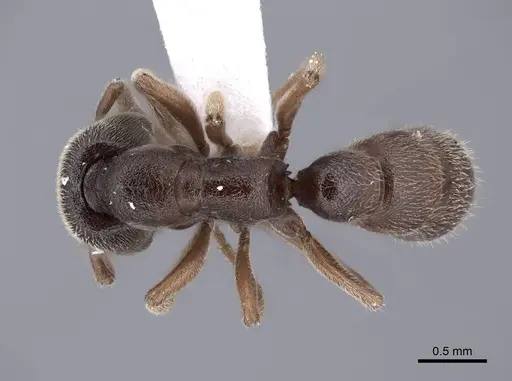 Stigmatomma pallipes - FMNHINS0000045022