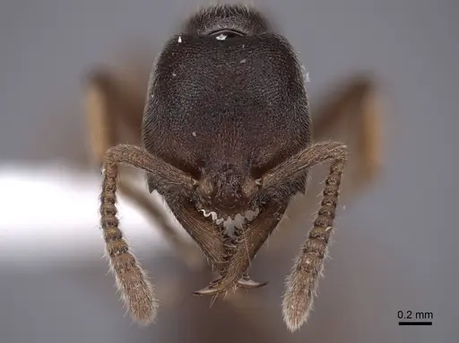 Stigmatomma pallipes - FMNHINS0000045022