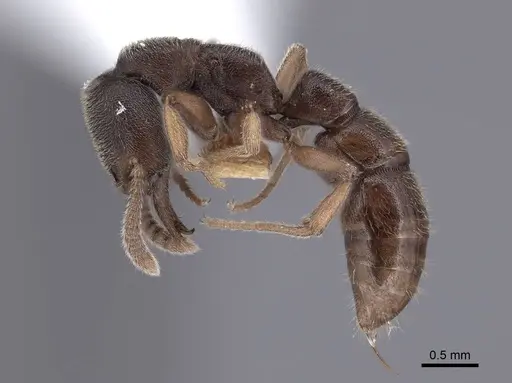 Stigmatomma pallipes - FMNHINS0000045022