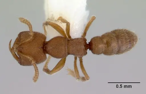 Stigmatomma pertinax specimen