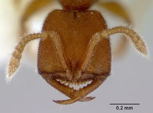 Stigmatomma pertinax specimen