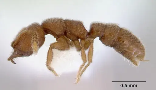 Stigmatomma pertinax specimen