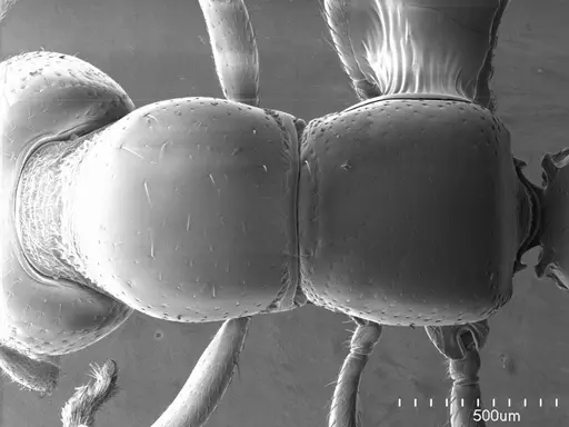 Stigmatomma pluto specimen