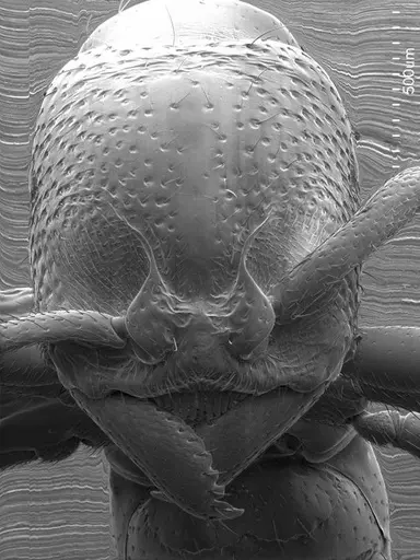 Stigmatomma pluto specimen