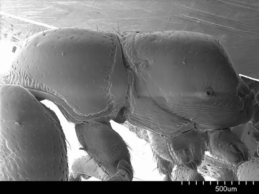 Stigmatomma pluto specimen