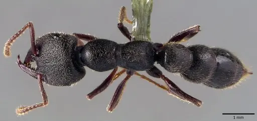 Stigmatomma reclinatum specimen