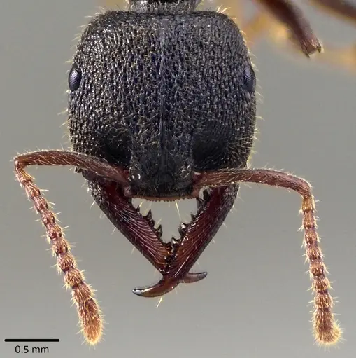 Stigmatomma reclinatum specimen