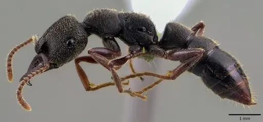 Stigmatomma reclinatum specimen