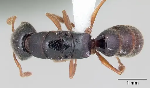 Stigmatomma roahady specimen