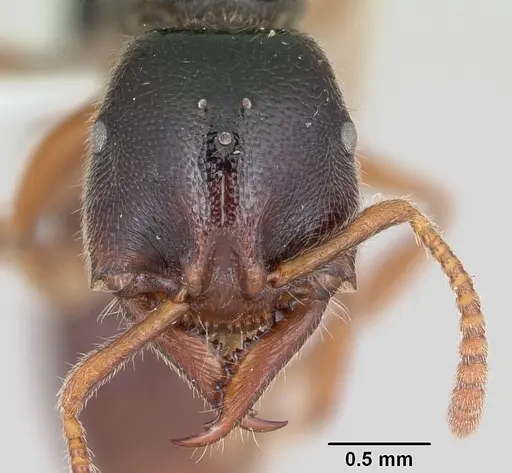 Stigmatomma roahady specimen