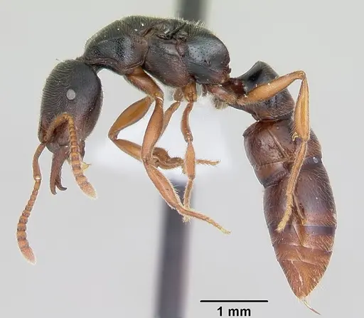 Stigmatomma roahady specimen