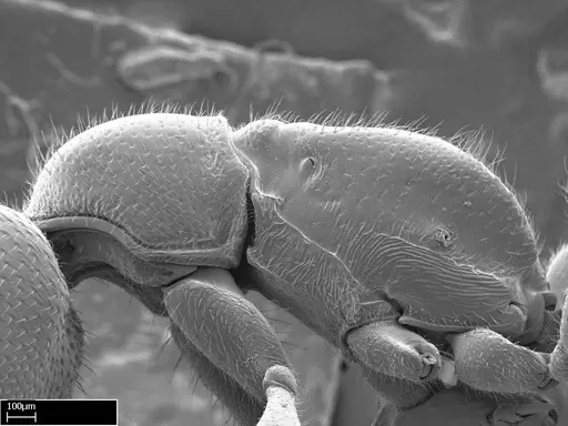 Stigmatomma roahady - CASENT0002031