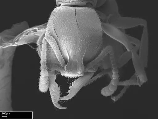 Stigmatomma roahady - CASENT0002078